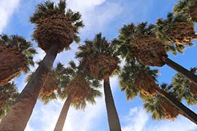 Palm Trees